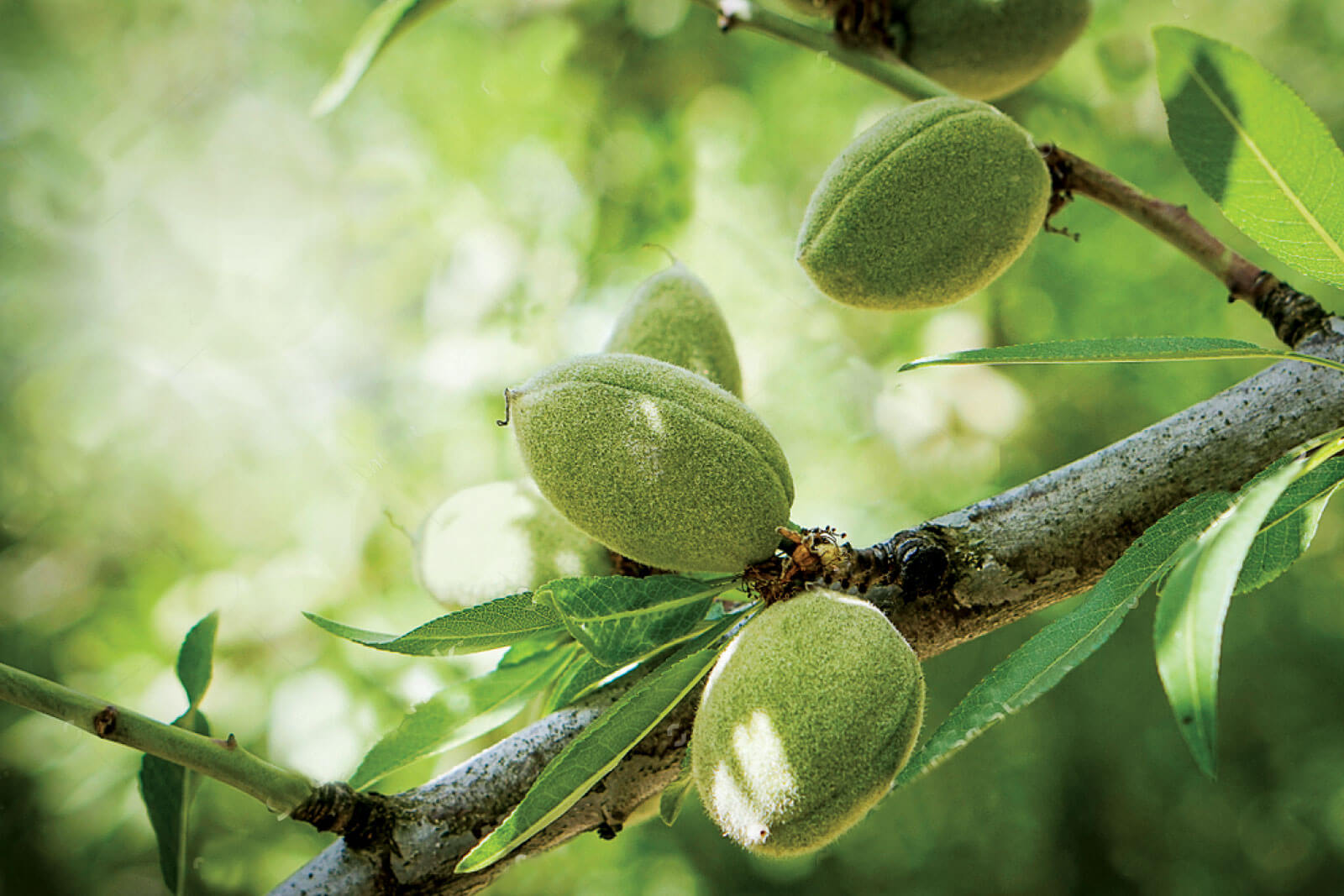 kelpak on almonds