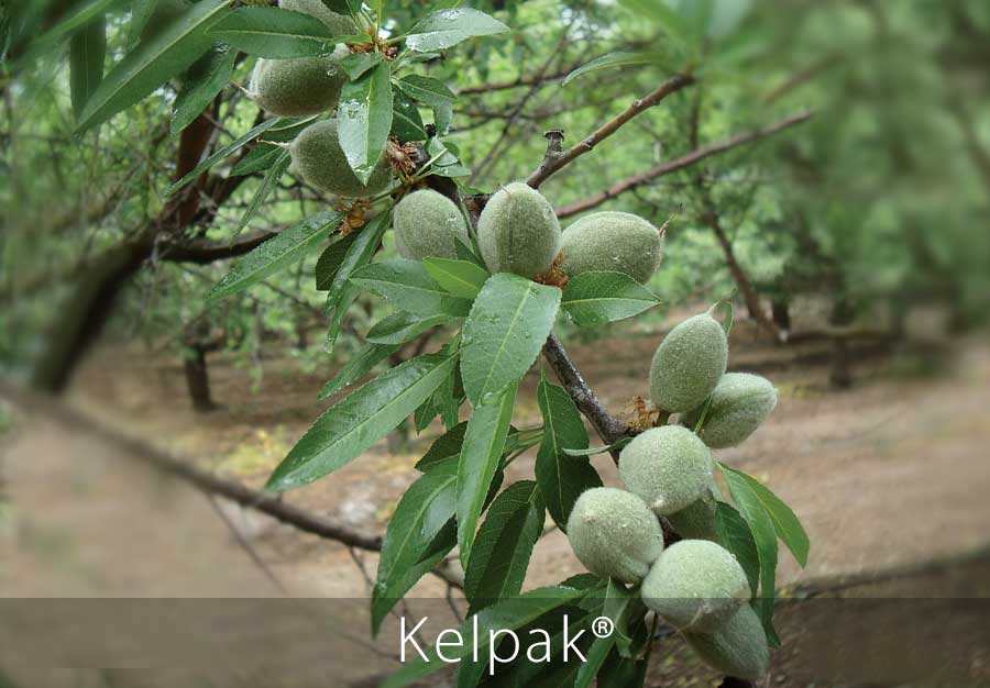 Almonds Kelpak