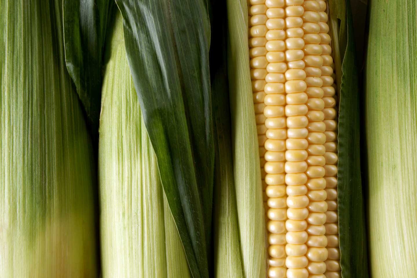 corn image