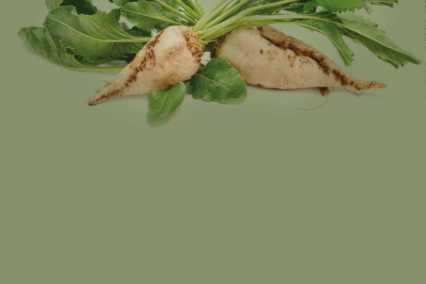 sugar beet image