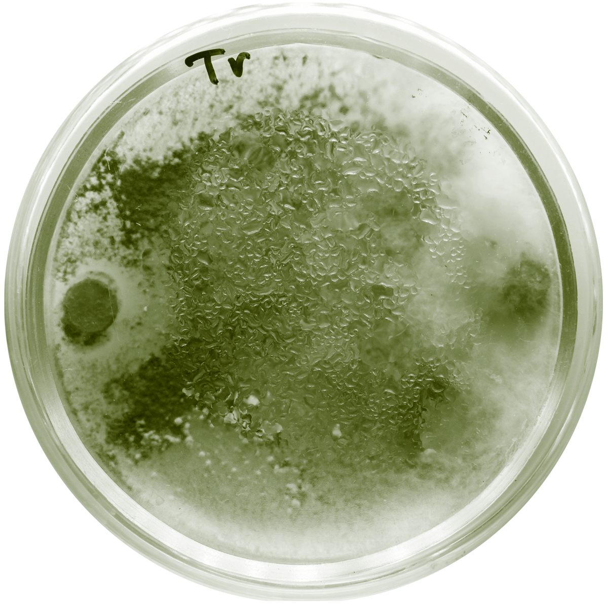 trichoderma-soil-microbe