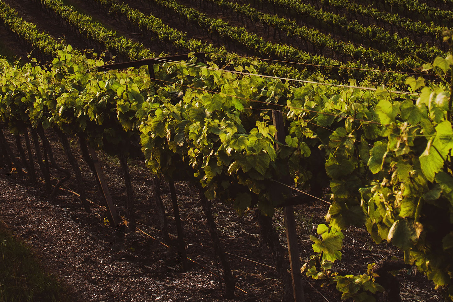 vine image